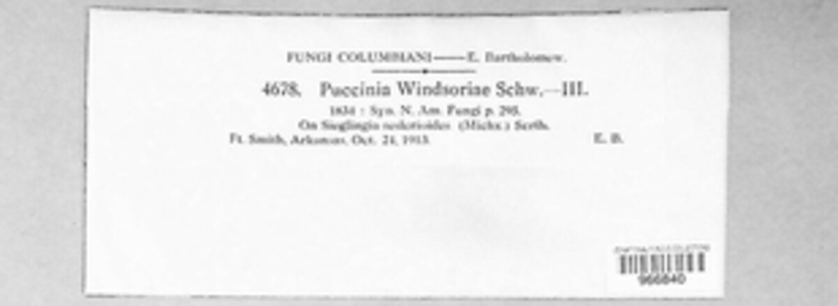 Puccinia windsoriae image